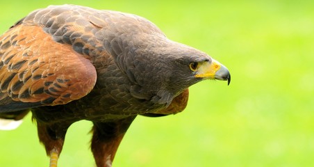 Brown Eagle (Aquila chrysaetos) on Green Background.