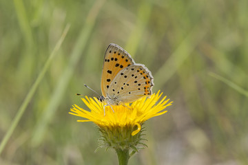 purple shot copper (lycaena alciphron), Maritime Alps, France.