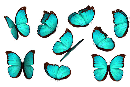 Set colorful isolated butterflies. View Insects Lepidoptera Morpho amathonte Vector illustration