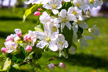 Apple tree flowers