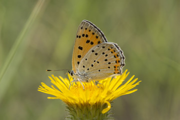 purple shot copper (lycaena alciphron), Maritime Alps, France.