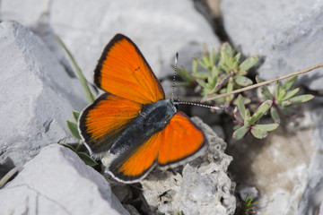 purple-edged copper (lycaena hippothoe), Maritime Alps, France.