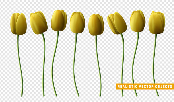 Flower tulip realistic isolated on transparent background. Yellow tulips