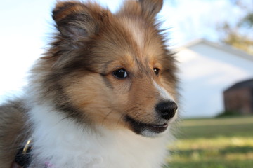Sheltie Mia