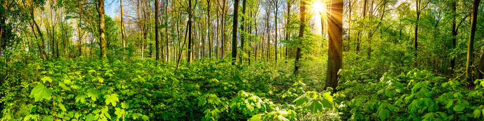 Naklejka premium Wald Panorama mit durch die Bäume scheinender Sonne