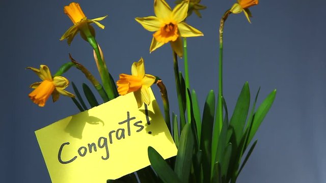 Congrats - card word in daffodils flowers