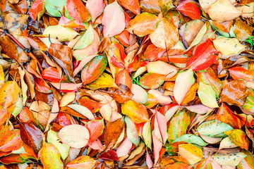Fall background with yellow and red leaves