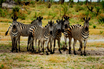 Obraz na płótnie Canvas Zebra Family