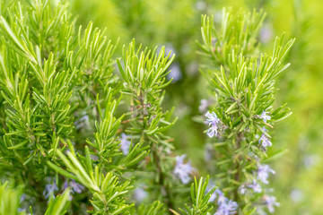 Blossoming rosemary plant