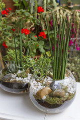Eco gardening examples in crystal pots