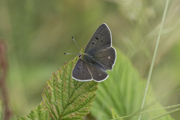 purple shot copper (lycaena alciphron), Maritime Alps, France.