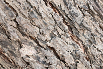 wood from forest and brown color of wood