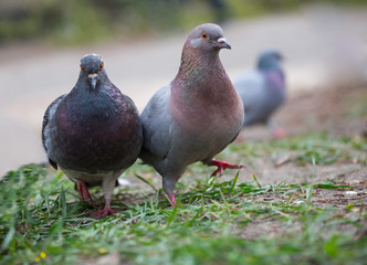 Two pigeons with the bandit views