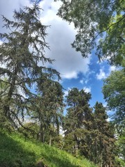 bosco al parco del Valentino