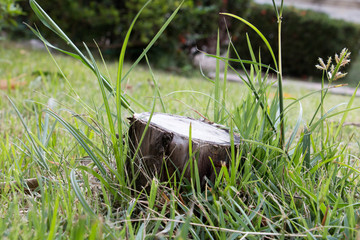 Obraz premium old wood on green grass in field