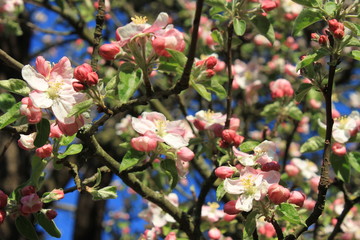 blossoms of an apple tree in spring time/reproduction period in trees, fruit production promising high crop/ open blossoms, beauty of nature