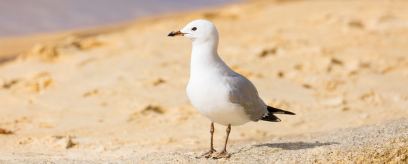 Möwe am Strand