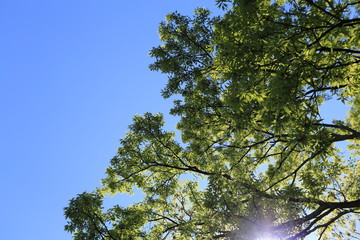 新緑と青空