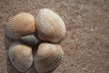 Seashells close-up