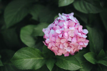 Pink hydrangea flowers with leaves closeup.