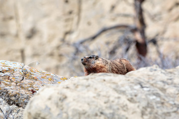 Marmot