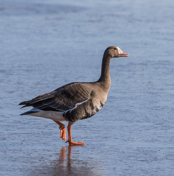 White-fronted Goose