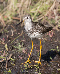 Lesser Yellowlegs