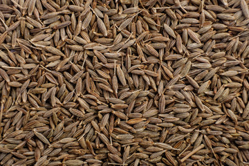Zira east dry aromatic spice, food background