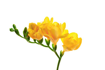 Obraz premium Beautiful freesia flowers on white background