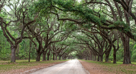 Dirt road into Wormsole Plantation lined with Live oaks draped in Spanish Moss
