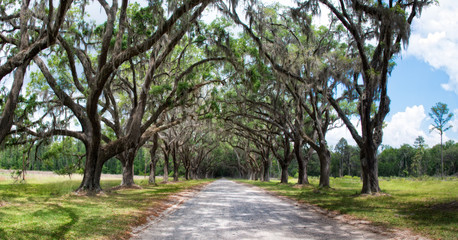 Dirt road into Wormsole Plantation lined with Live oaks draped in Spanish Moss