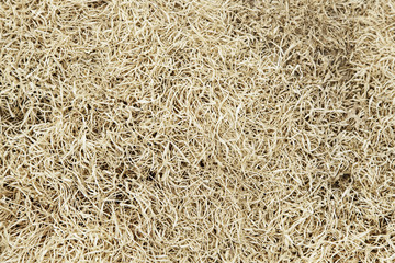 Fresh grass