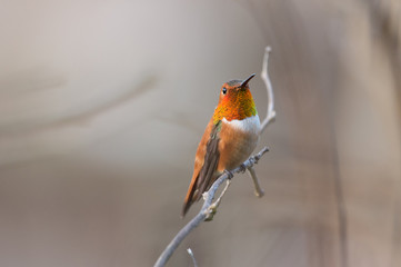 Male Rufous Hummingbird (Selasphorus rufus) perched and showing off his gorget