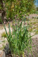 échalotes dans un jardin potager 