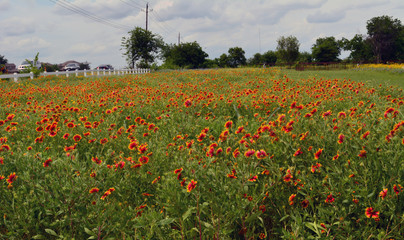 Fototapeta na wymiar Field of Pinwheels/Field of Red and Yellow Pinwheel flowers