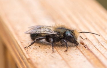 Orchard Mason bee resting on wood