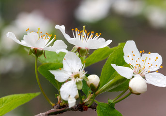 Beautiful flowers of the blossoming cherry tree in the spring time/