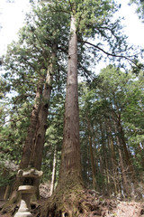 神社 参道脇の大木