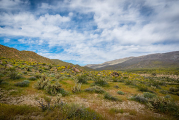 Fototapeta na wymiar Cactus and wildflowers in the desert during the spring California super bloom.