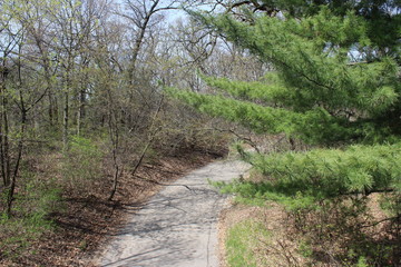 Obraz premium path in the woods