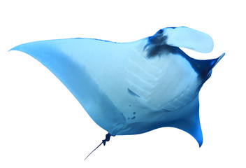 Manta Ray isolated on white background