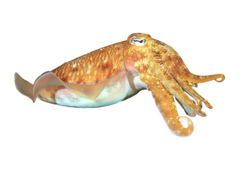 Cuttlefish sepia fish isolated on white background
