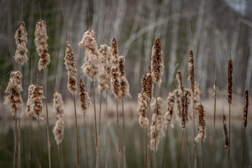 Wetland Bulrush