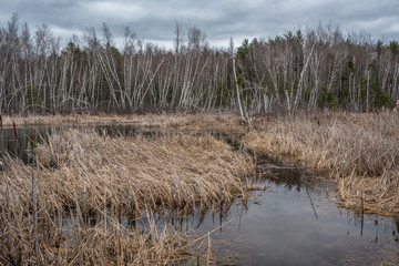 Fototapeta premium Swamp