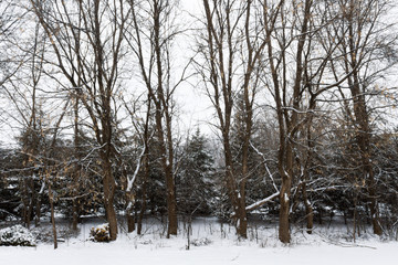 Winter Symmetry