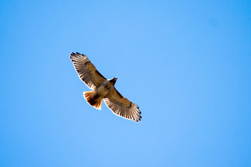 Red tailed hawk soaring over the countryside on a warm spring day