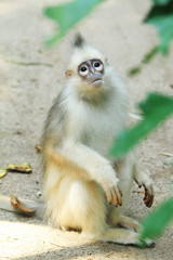 Obraz premium surilii