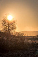 The sun drives the fog from the frozen field, beautifully outlining the silhouette of the tree, the early frosty spring morning