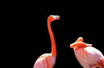 Flamencos