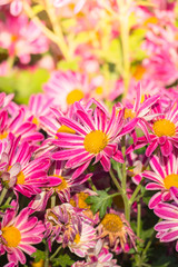 Fototapeta premium beautiful background with flowers roses